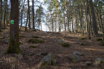 rocky footpath in forest