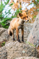 Cute Red Fox, Vulpes vulpes in fall forest. Beautiful animal in the nature habitat. Wildlife scene from the wild nature. Red fox running in orange autumn leaves