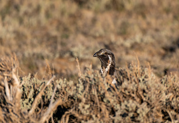 A Male Greater sage-grouse Peeking over a Sage Brush
