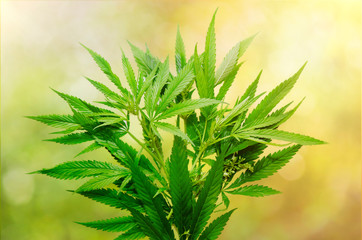 Bush of marijuana herb on bright sunny background.