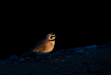 A Horned Lark Foraging on the Plains of Colorado