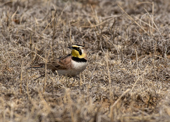 A Horned Lark Foraging on the Plains of Colorado