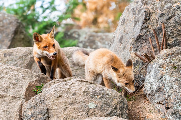 Cute Red Fox, Vulpes vulpes in fall forest. Beautiful animal in the nature habitat. Wildlife scene from the wild nature. Red fox running in orange autumn leaves