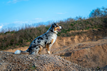 Dog australian shepherd blue merle sitting on a rocky edge