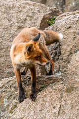 Cute Red Fox, Vulpes vulpes in fall forest. Beautiful animal in the nature habitat. Wildlife scene from the wild nature. Red fox running in orange autumn leaves