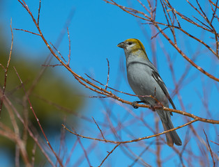 A Beautiful Female Pine Grosbeak Perched in a Tree