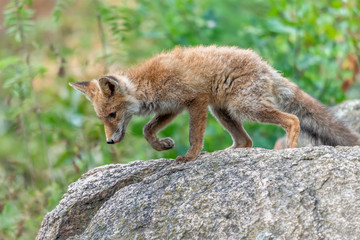 Cute Red Fox, Vulpes vulpes in fall forest. Beautiful animal in the nature habitat. Wildlife scene from the wild nature. Red fox running in orange autumn leaves