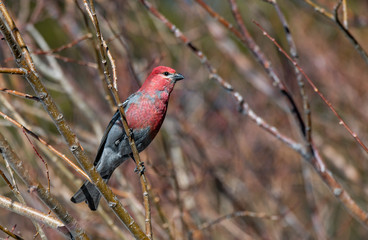 A Beautiful Male Pine Grosbeak Perched in a Tree