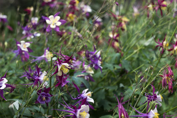 Aquilegia vulgaris, columbine (European crowfoot and granny's bonnet). Tender summer purple flowers with white petals in the middle, floral background