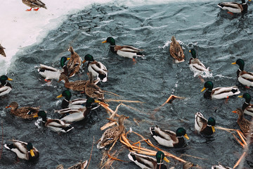 a flock of wild ducks swimming in the river in winter