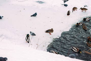 Fototapeta premium a flock of wild ducks swimming in the river in winter