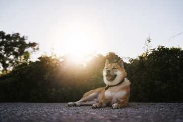 Fototapete bei efototapeten.de bestellen   
