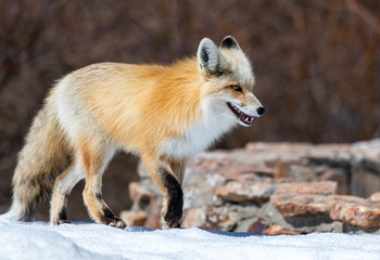 An Adorable Red Fox on a Beautiful Spring Morning