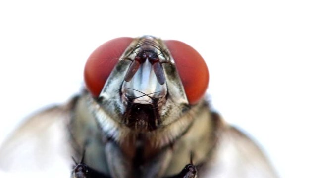 A portrait male of house flies copulate on a white background, macro front view. Fly is mating, close up. Insect reproduction ahead.
