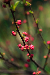 Colorful spring flowers in garden