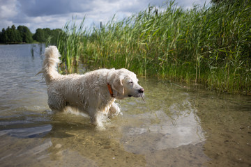 Aportowanie nad jeziorem w Polsce przez psa rasy Golden Retriver maści kremowej