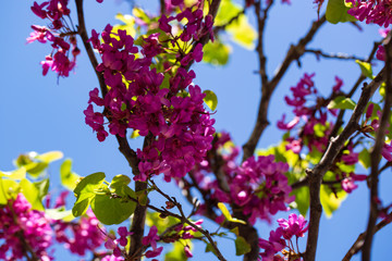 pink flowers against blue sky