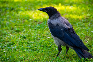 The Hooded crow on a green grass