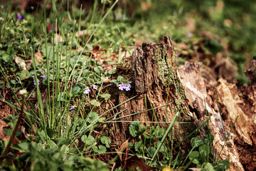 Tree stump with wildflowers