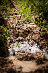 moss covered rocks in a stream