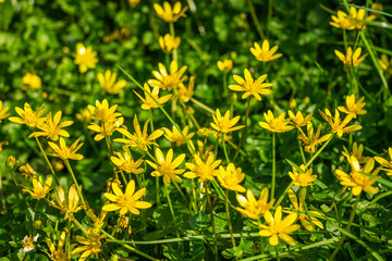 Lesser Celandine in bloom
