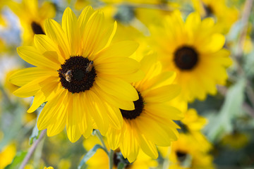 Sunflower beautiful in field at sunny summer or spring day for postcard beauty decoration and agriculture design.