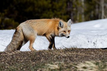 An Adorable Red Fox on a Beautiful Spring Morning