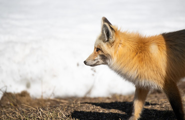 An Adorable Red Fox on a Beautiful Spring Morning