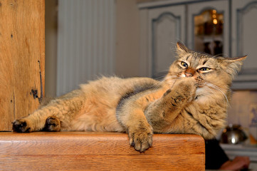 chat