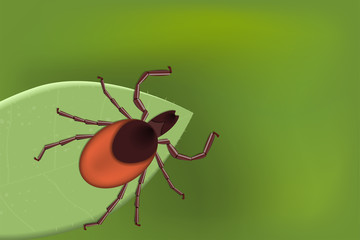 Mite bugs vector illustration on a green background.
