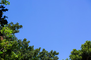 green leaves against blue sky