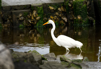 An egret wading in a marsh at low tide.
