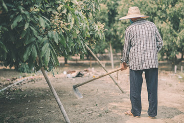 An Asian farmer stands on his farm.