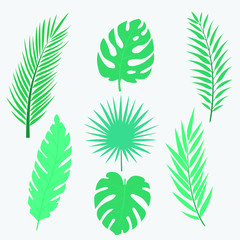 Set of exotic leafs silhouette in vector illustration.