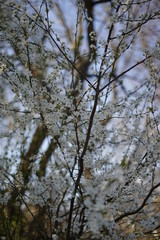 spring flowering