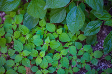 green leaves background
