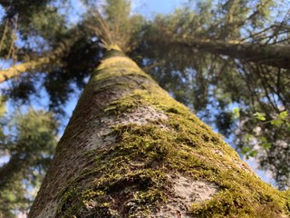 Fototapeta premium trunk of a tree