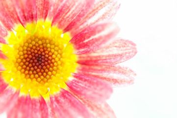 ピンクのマーガレットの花 光に透ける花びら 右側にコピースペース