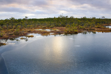 Winter snow-free swamp landscape