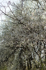 spring flowering