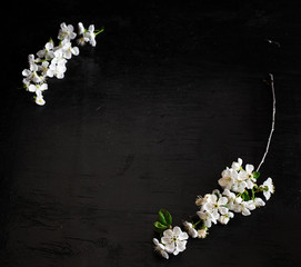 cherry flowers on a black wooden background