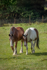 Naklejka na ściany i meble two beautiful horses standing on green field