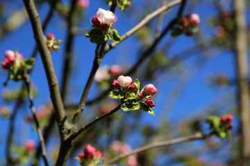 Flowers of the fruit trees on a spring day