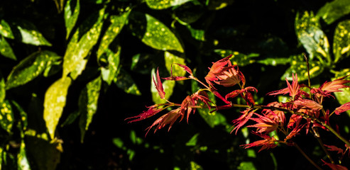 OLYMPUS DIGITAL CAMERA - MAPLE AND LAUREL 