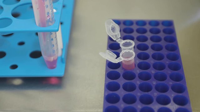 4k Close up of a scientist pipetting red liquid medium to eppendorf tubes from a 15 ml reaction tube under a cell culture bench.