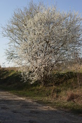 spring flowering