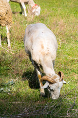 Bélier récemment tondu broutant de l’herbe