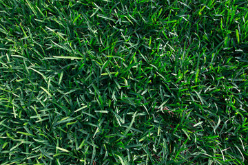 Obraz premium green grass background
