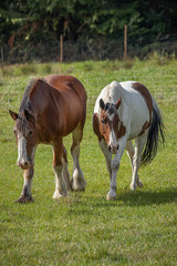 Naklejka na ściany i meble two beautiful horses standing on green field