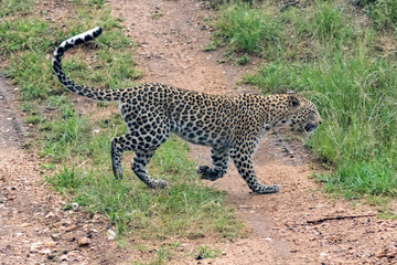 Female leopard (Panthera pardus) moving through buash in the Timbavati Reserve, South Africa